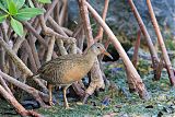 Clapper Rail